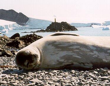 Weddell seal