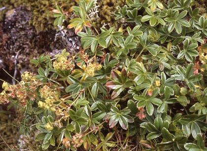 Alpine ladies mantle