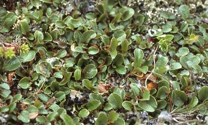 Dwarf willow
