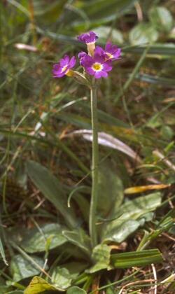 Scottish Primrose