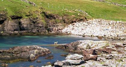 Sheep