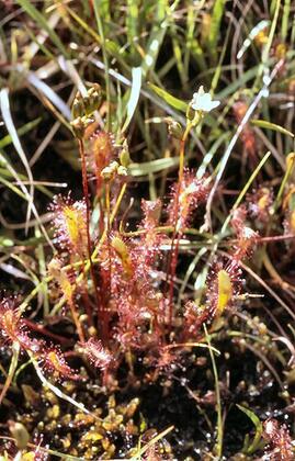 Oblong Leaved Sundew
