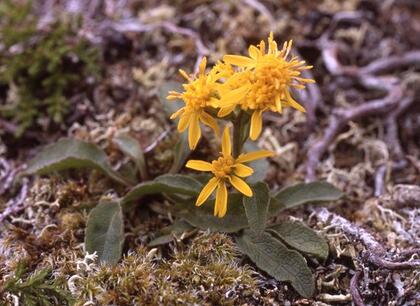 Golden rod