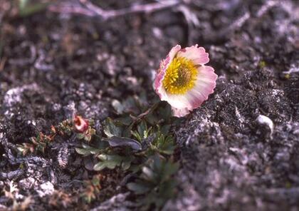 Buttercup