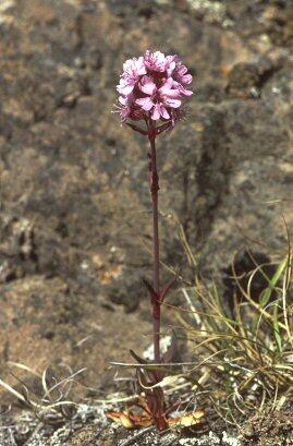 Alpine catchfly
