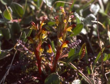Flaming lousewort