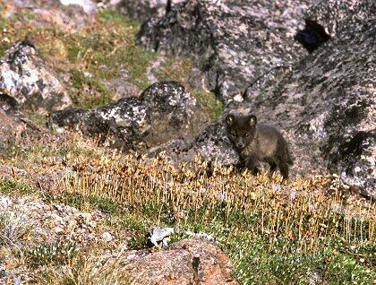 Fox cub
