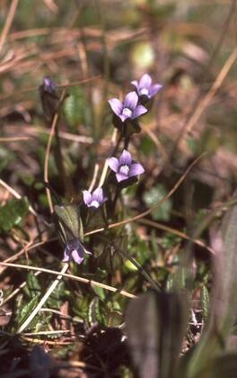 Gentian