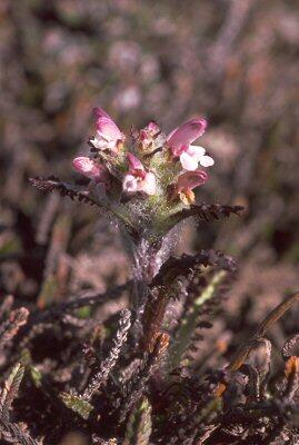 Hairy lousewort
