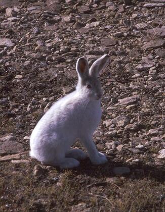 Arctic hare