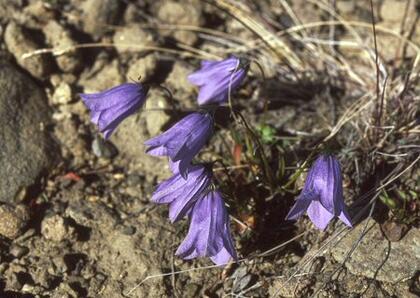 Harebell