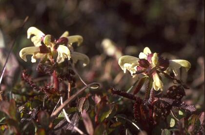 Lapland lousewort