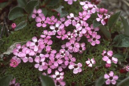 Moss campion