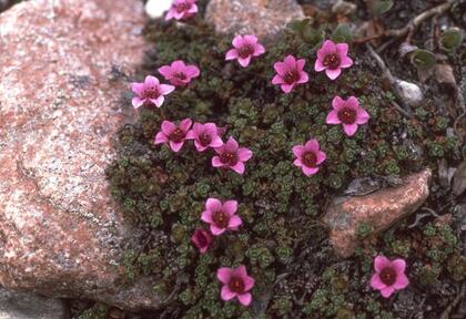 Purple saxifrage