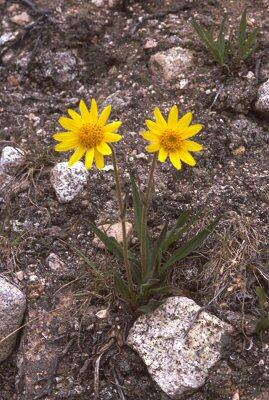 Arctic sunflower