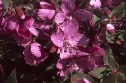 Dwarf fireweed