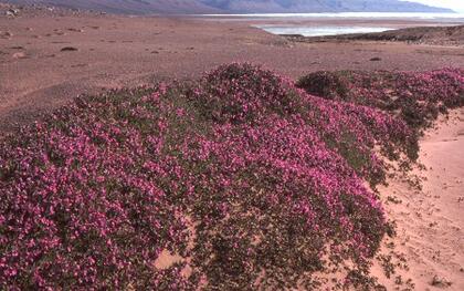 Fireweed