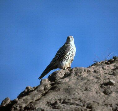 Gyr falcon