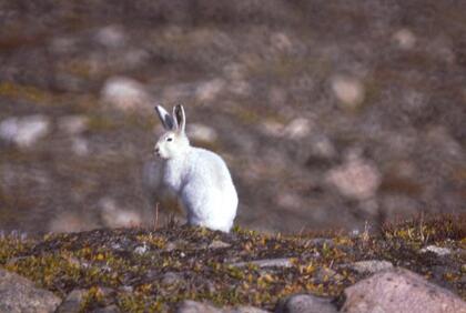 Arctic hare