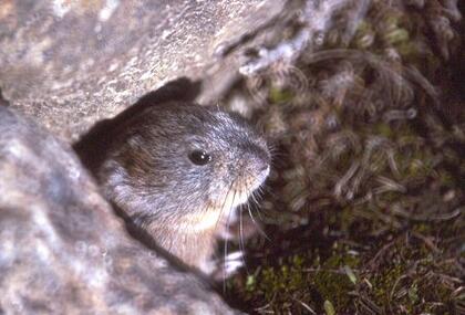 Lemming