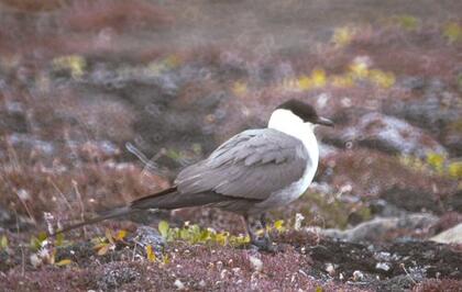 Long tailed skua