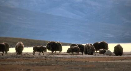 Musk ox