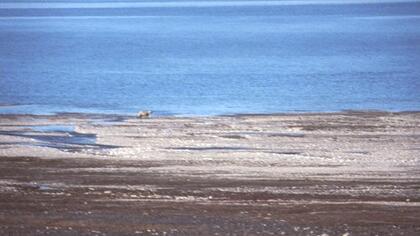 Polar bear