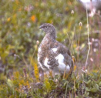 Ptarmigan