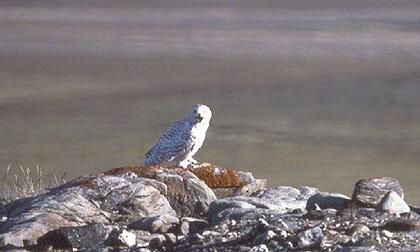 Snowy owl