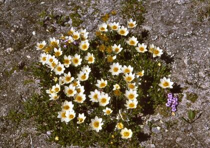 Dryas octopetla