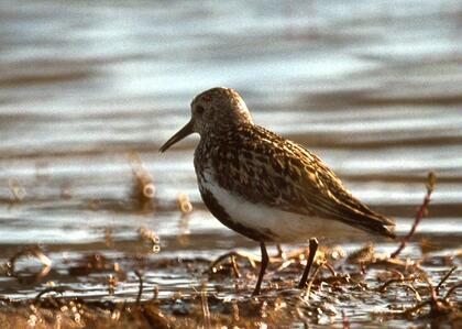 Dunlin