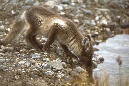 Arctic fox