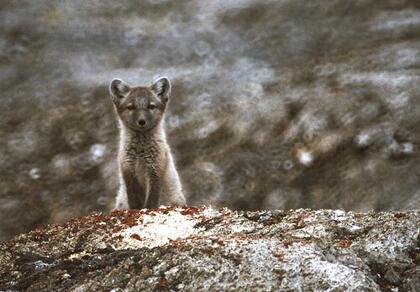 Arctic fox