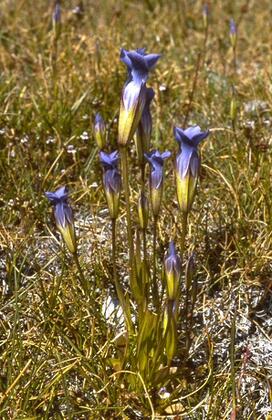 Gentiana detonsa