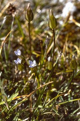 Gentiana tenella