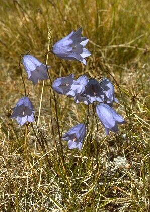 Harebell