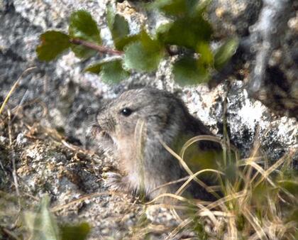Lemming