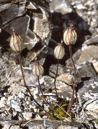Melandruim apetalum