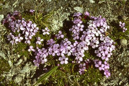 Moss campion