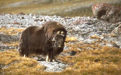 Musk ox