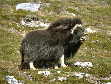 Musk ox