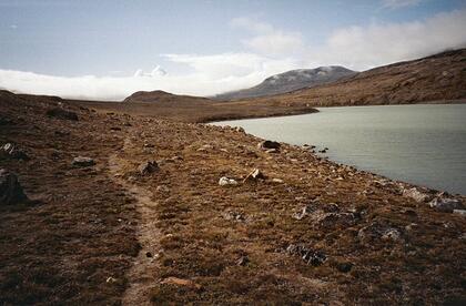 Musk ox path