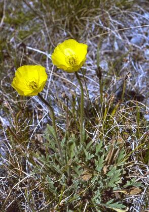 Arctic poppy
