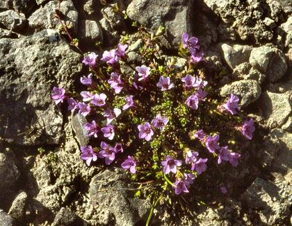 Purple saxifrage