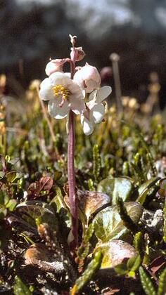 Large wintergreen
