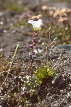 Saxifraga cernua