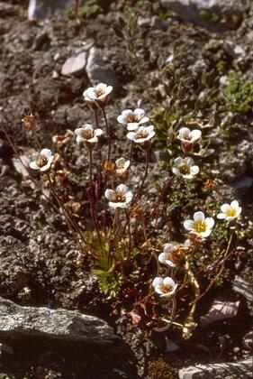 Tufted saxifrage