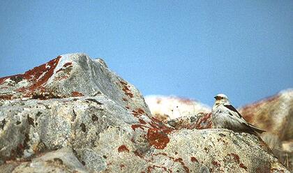 Snow bunting