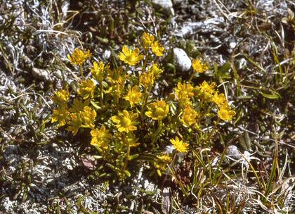 Yellow saxifrage