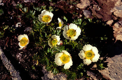 Buttercup